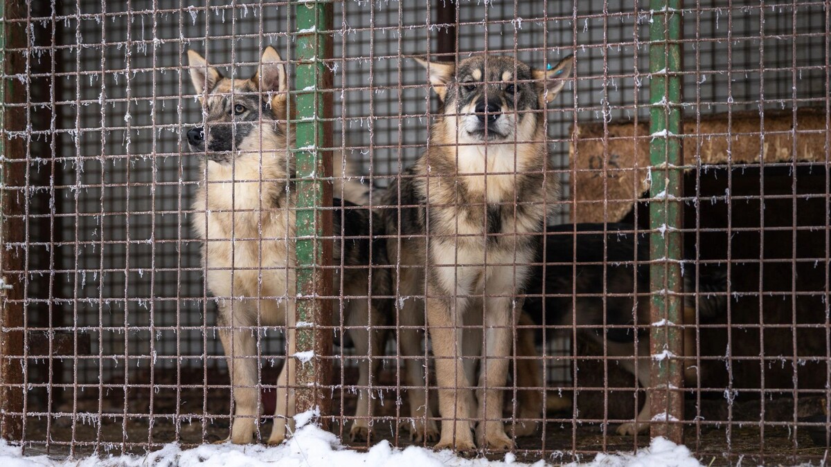    Фото: Федор Воронов / «Ямал-Медиа»