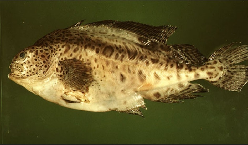 "Молодежь" рыбы-тряпки.