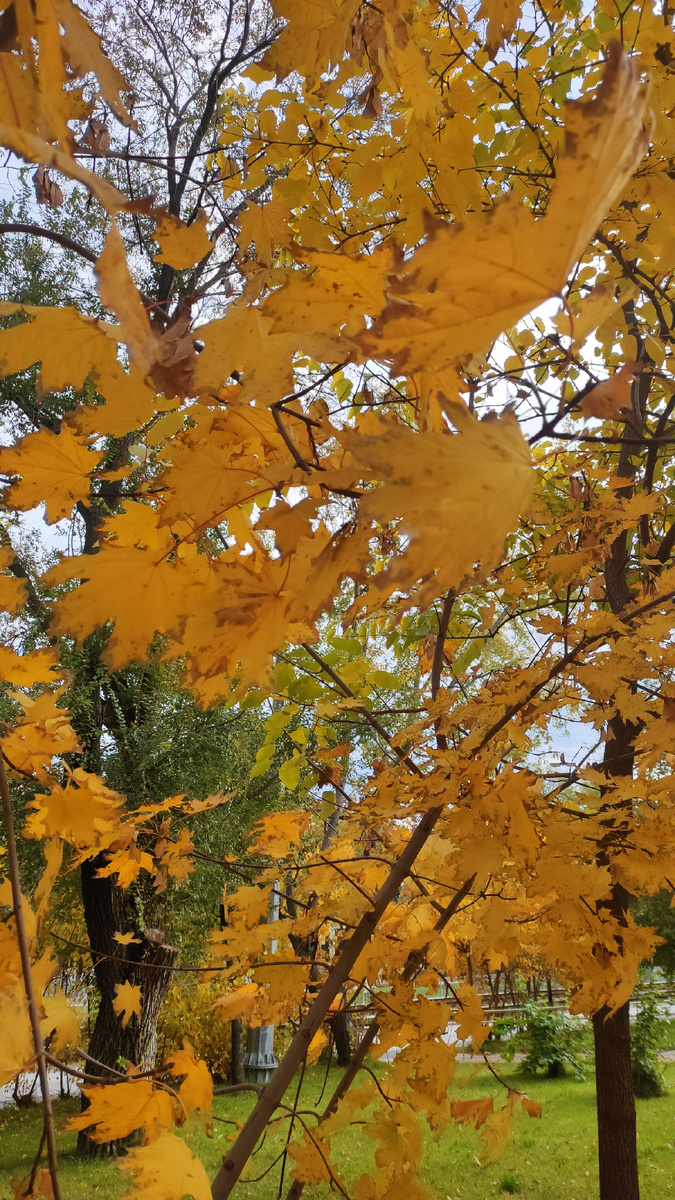 Типичные желтолистные волгоградские клены
