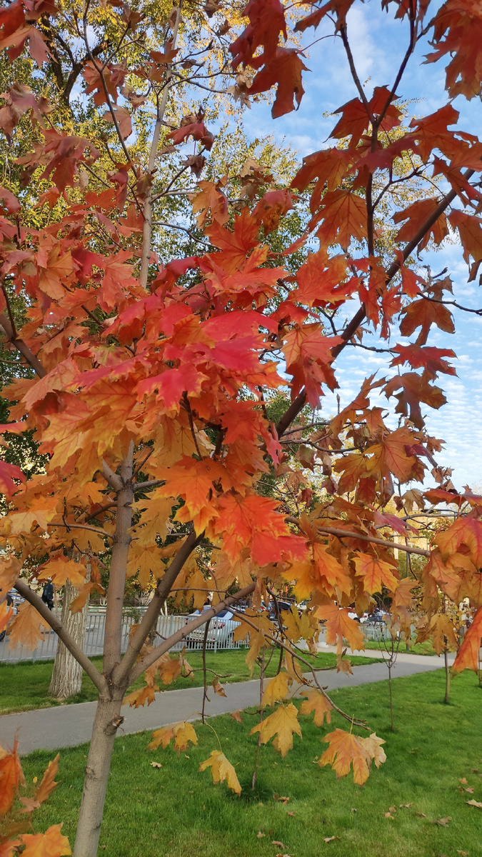 Редкий для Волгограда клён, листья которого краснеют