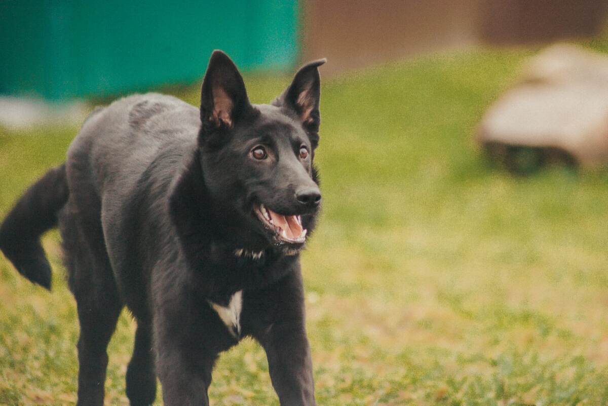 Весёлое создание