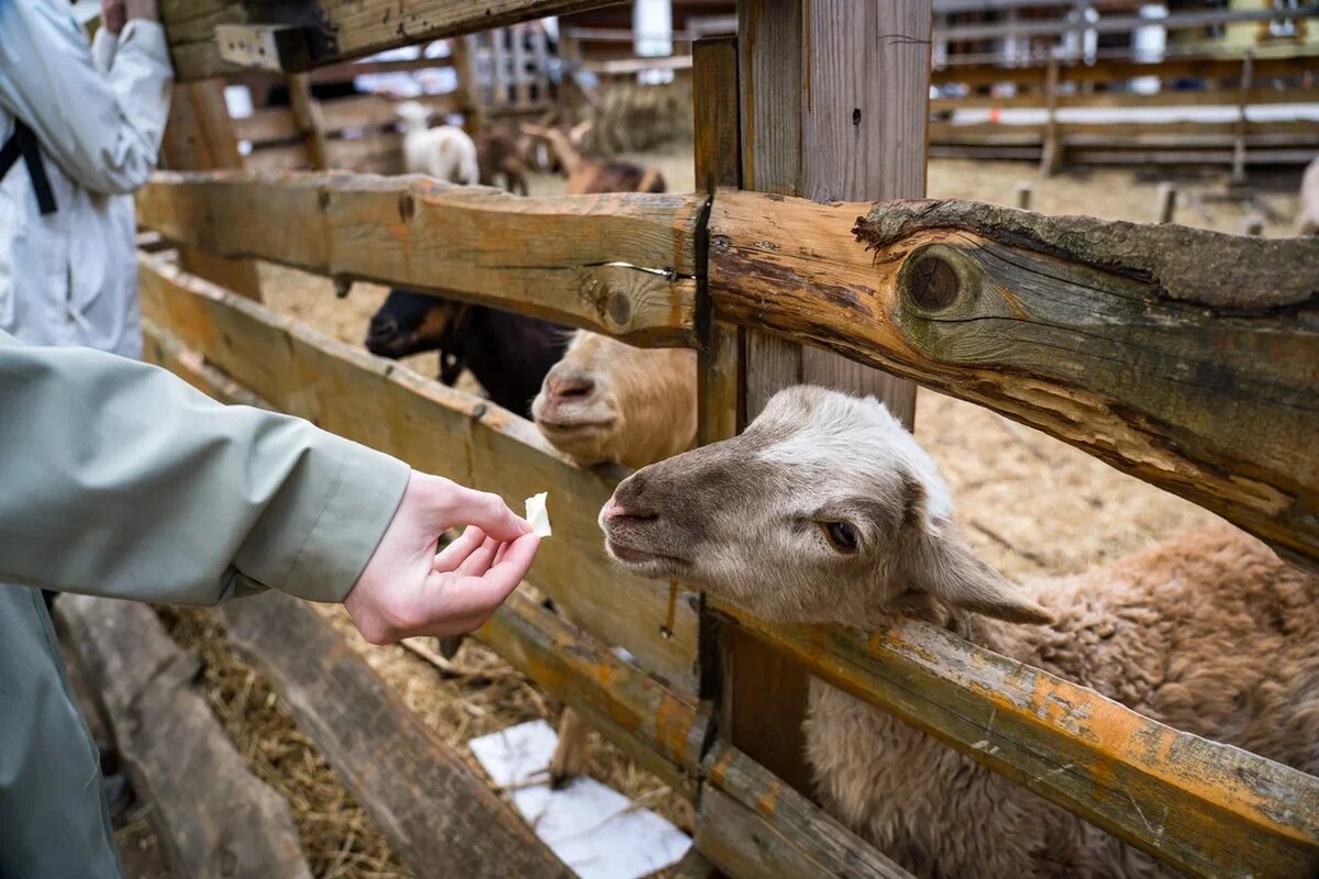 Фото: Александр Плонский / ВиЖ