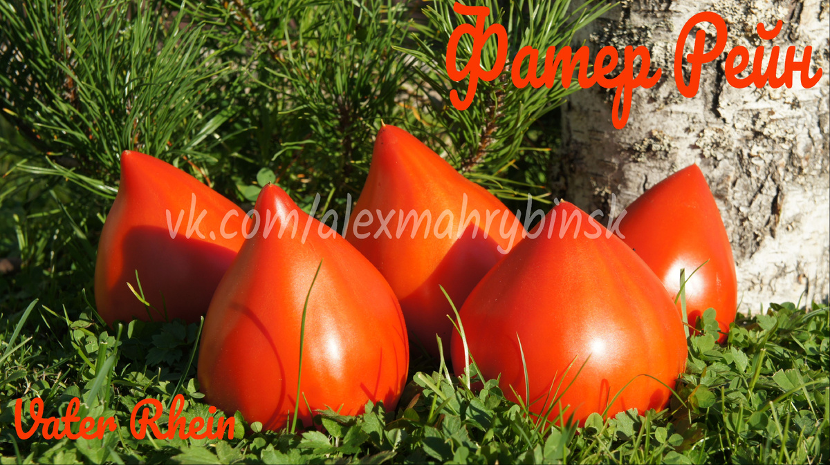 Фатер Рейн (Vater Rhein) Германия