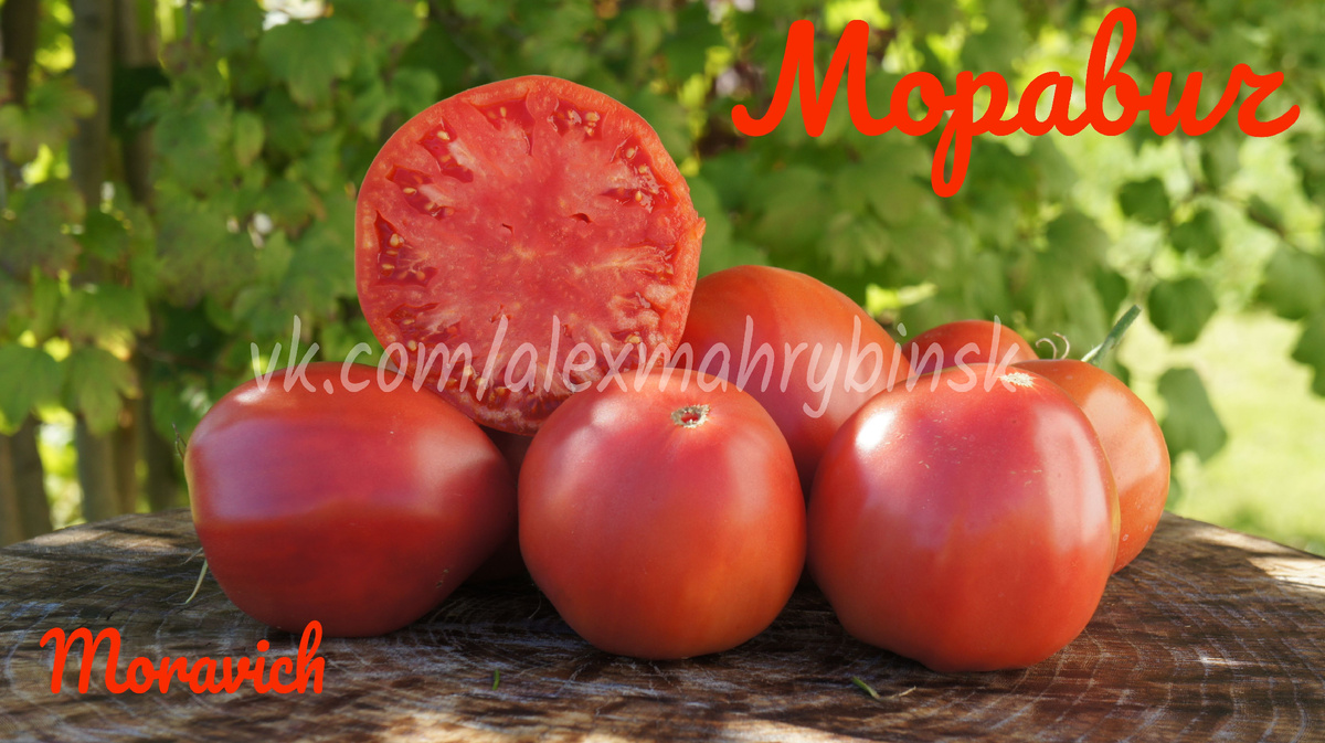 Моравич (Moravich) Сербия