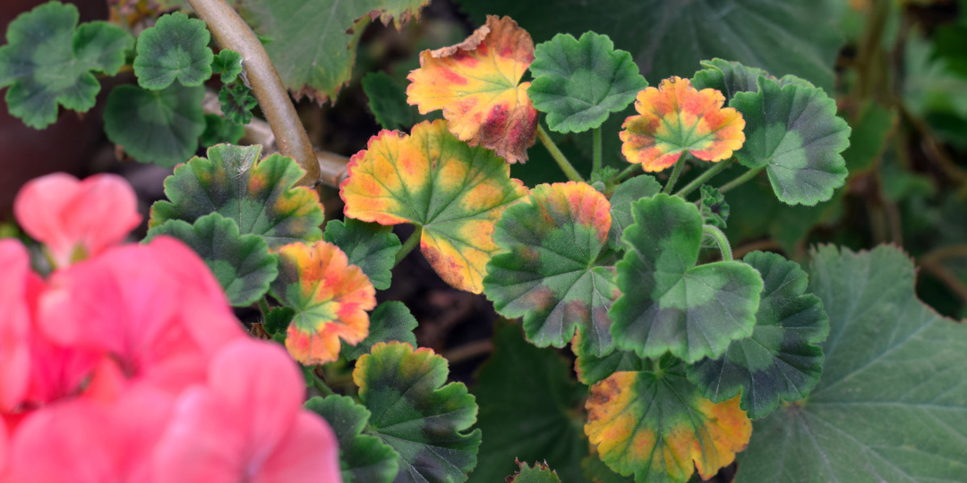 Почему сохнет и гибнет пеларгония? Полный список проблем