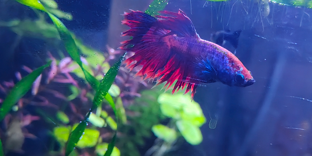 Дайджест АквариуМании #1. Будни Аквариумистики.