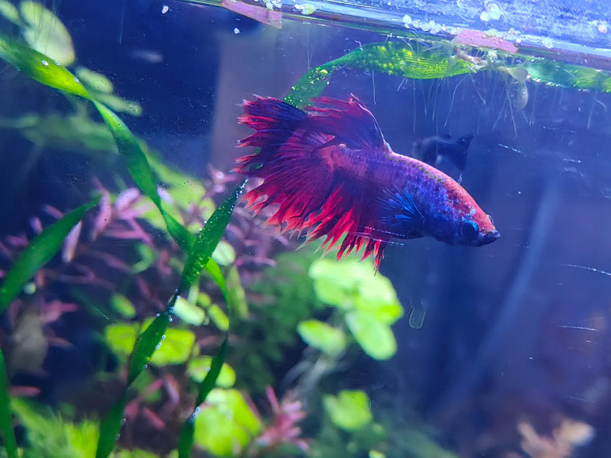 Петушок (Betta Splendens)