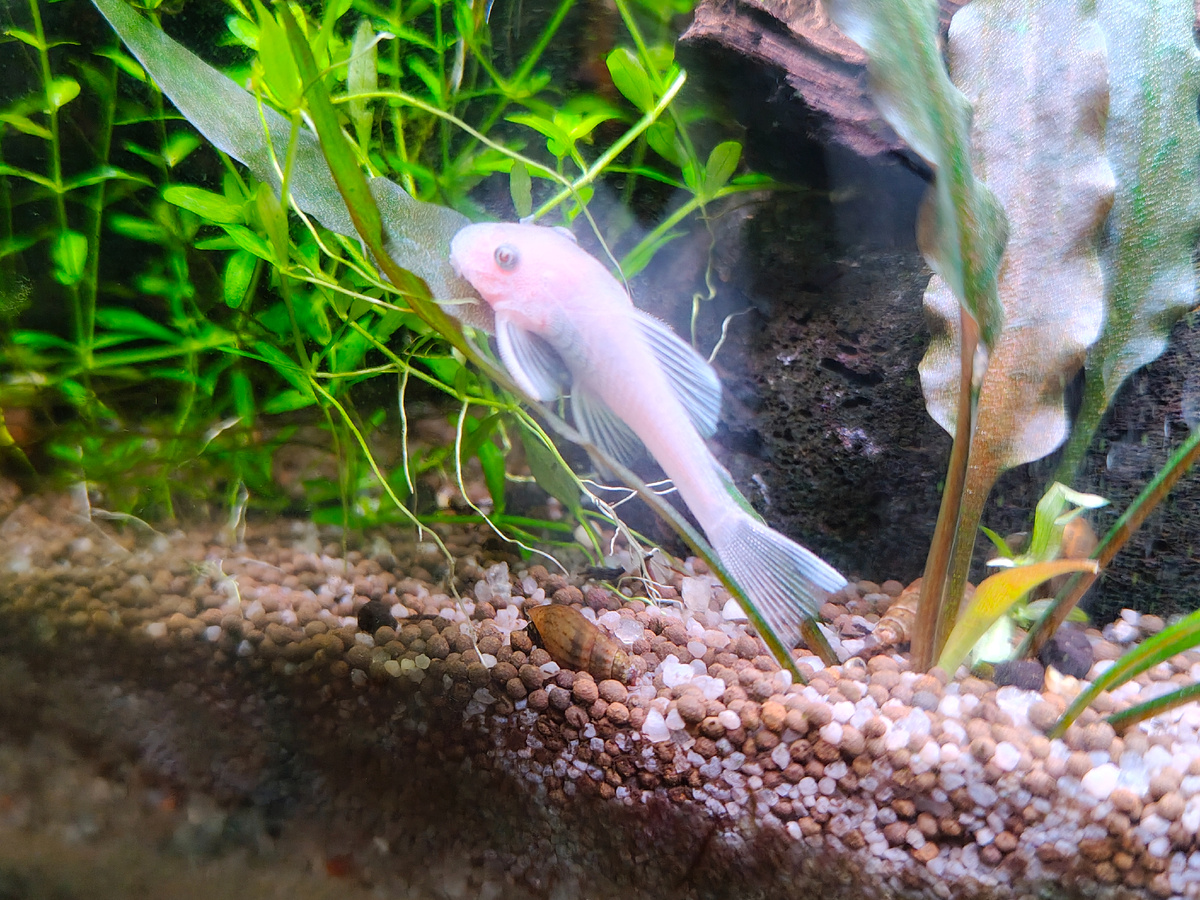 Анциструс L144 Белый