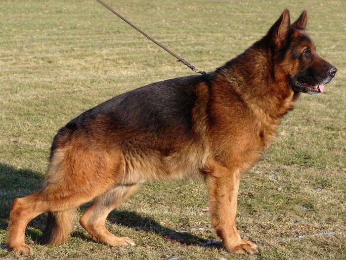 Немецкая овчарка