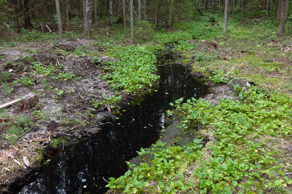 Исток Даугавы (Западной Двины)