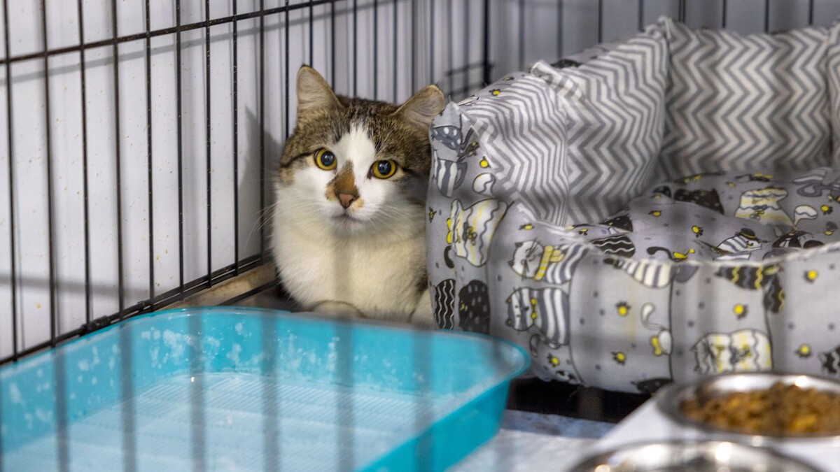    Фото: Федор Воронов/«Ямал-Медиа»