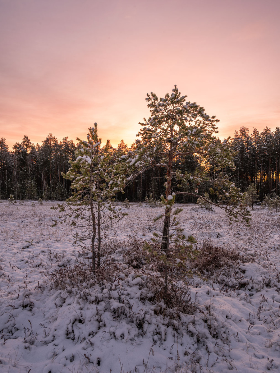 Сосны в утреннем свете.