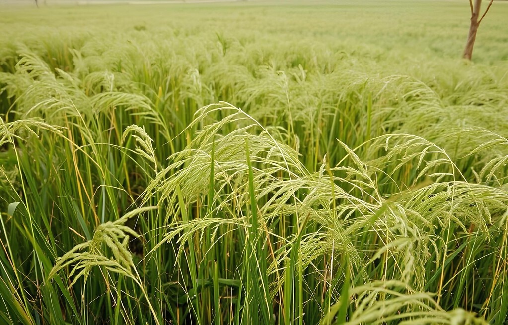 Колосья тефа