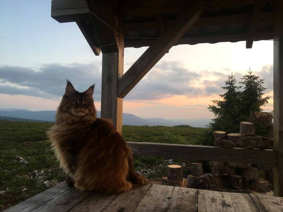 В 2019 году Вишня целое лето прожила в Уральских горах.