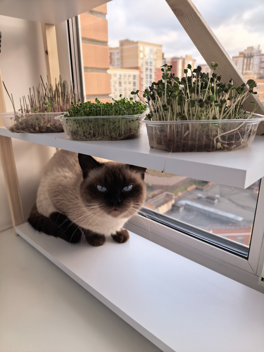 Как же без кота