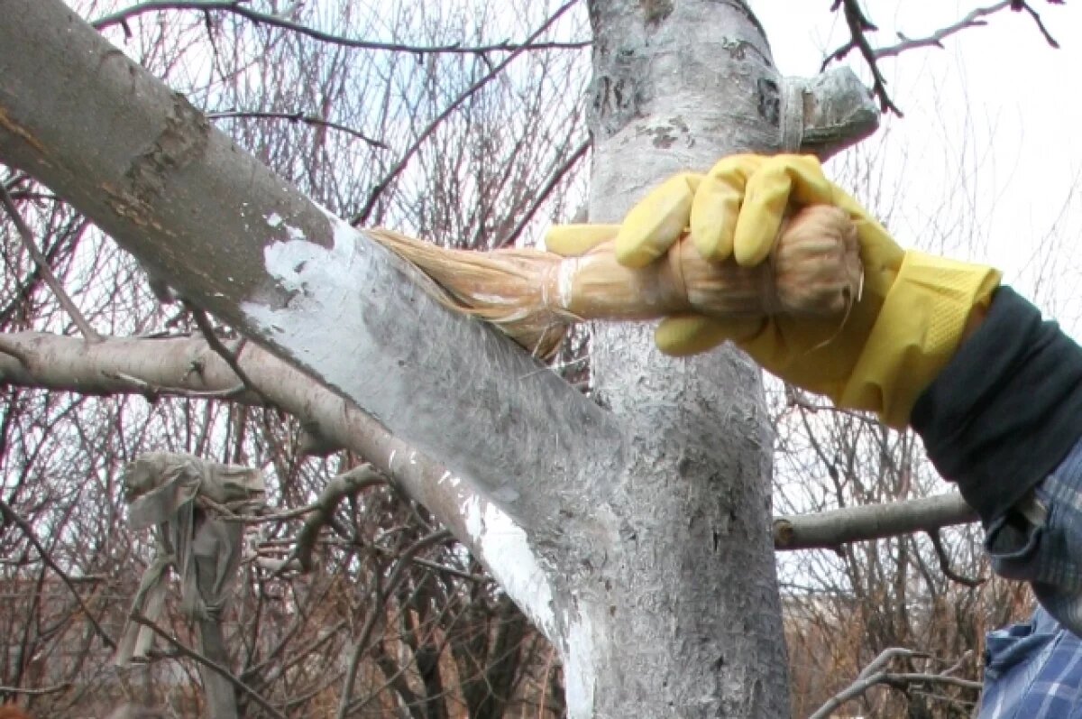   В Рязани проведена побелка деревьев для защиты от зимних условий