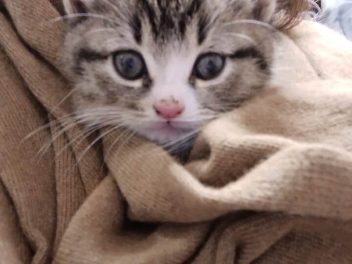 ❗ДОМА❗СРОЧНО ищем дом крошке Матрёшке. Через два дня будет в Подмосковье