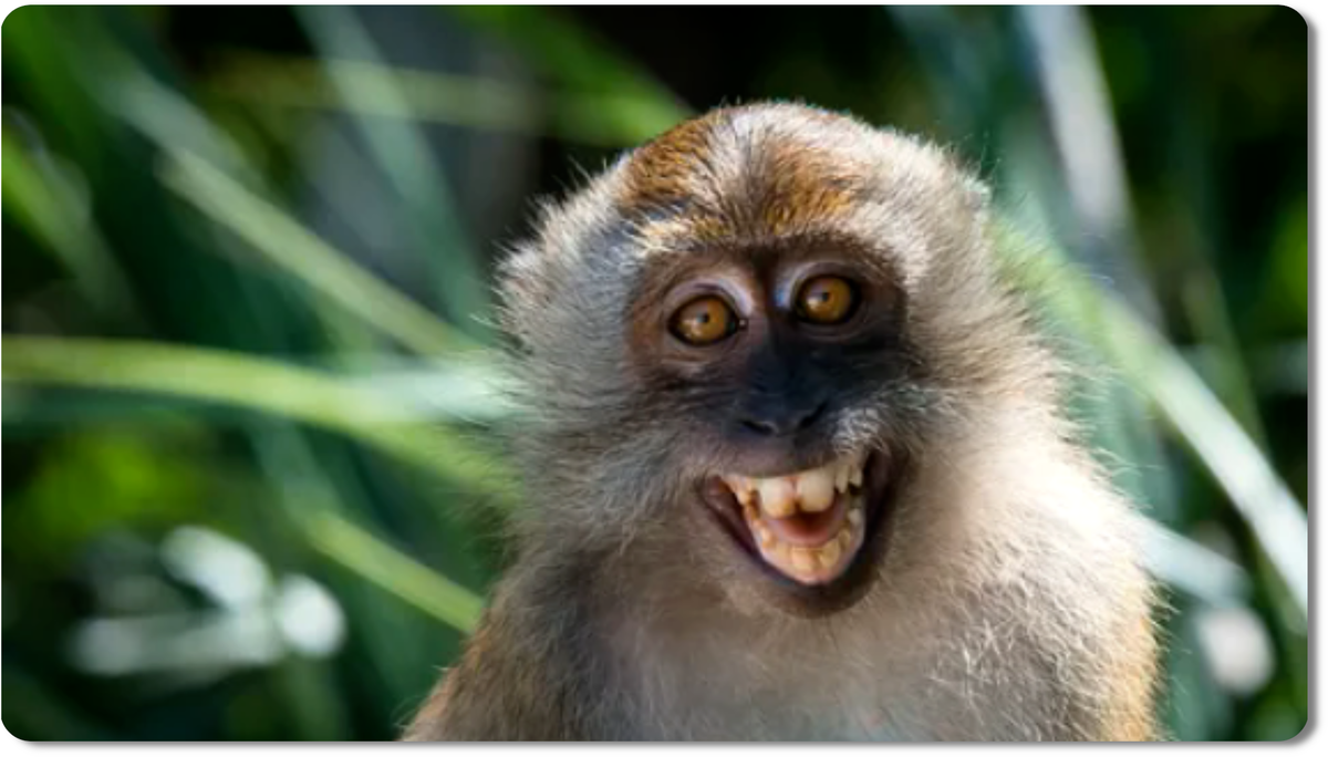 Макака - это род приматов из семейства мартышковых, известных своим интеллектом и социальностью