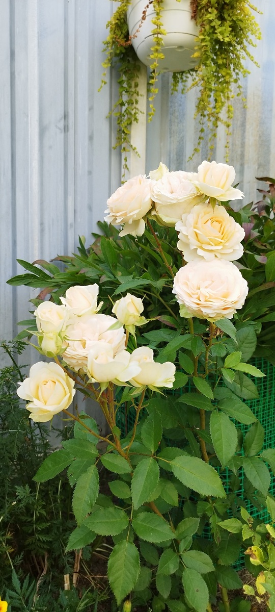 Первая в коллекции минек. С нее все и началось. При покупке очень понравилась расцветка цветов. Очень нежный, от цвета топленого молока до белого. И обратила внимание на размер цветка, он был крупнее, чем у других роз в лотке. И сейчас кустик действительно мало похож на миньку - намного выше, с крупными и очень душистыми цветами.