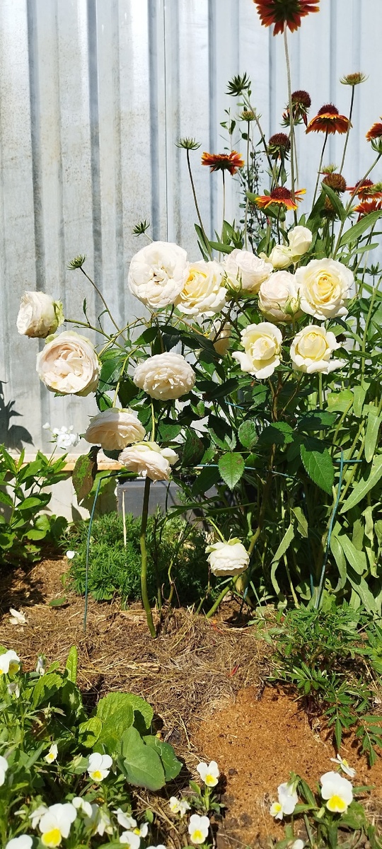 Это дубль первой, выращена из черенка. Очень жалко будет потерять такую красотку, поэтому продублировала первую, на всякий случай.