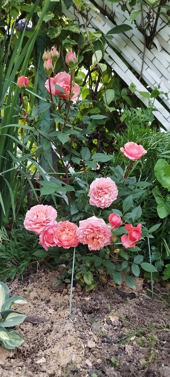 Эта вторая - шикарная лососевая расцветка, в начале цветения.