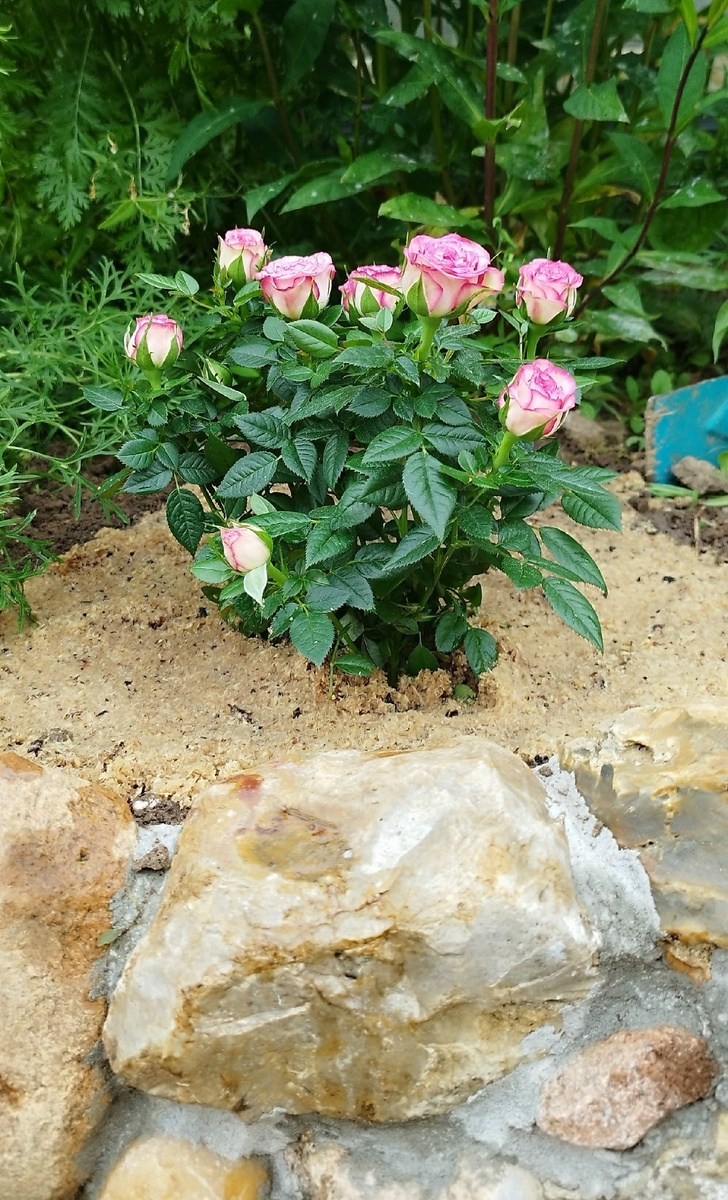 Не смогла не купить, роскошный кустик.