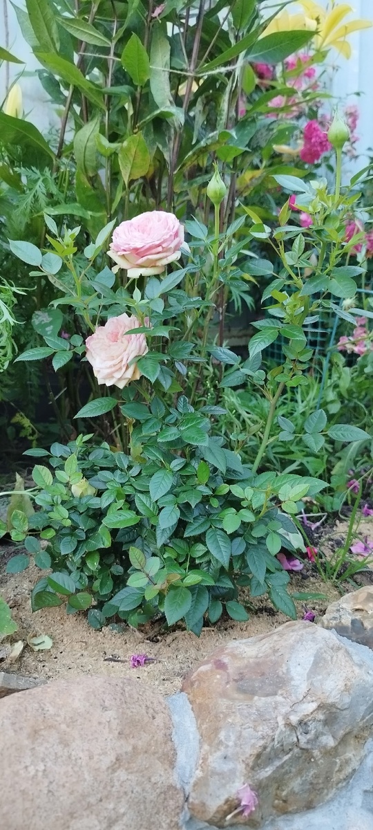 Она же, в начале второго цветения, бутончиков много. Фото не очень удачное, расцветки цветов не видно, но это она.