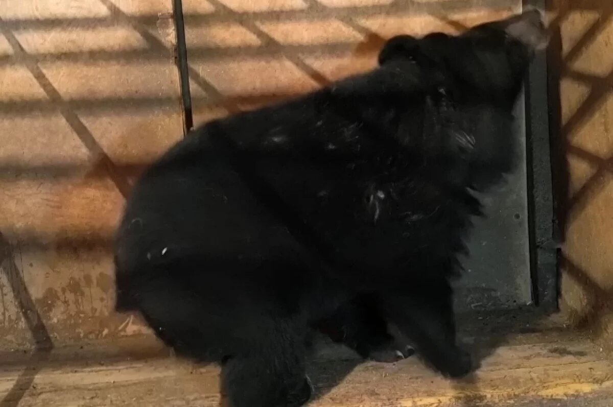    Медведь на школьном дворе.