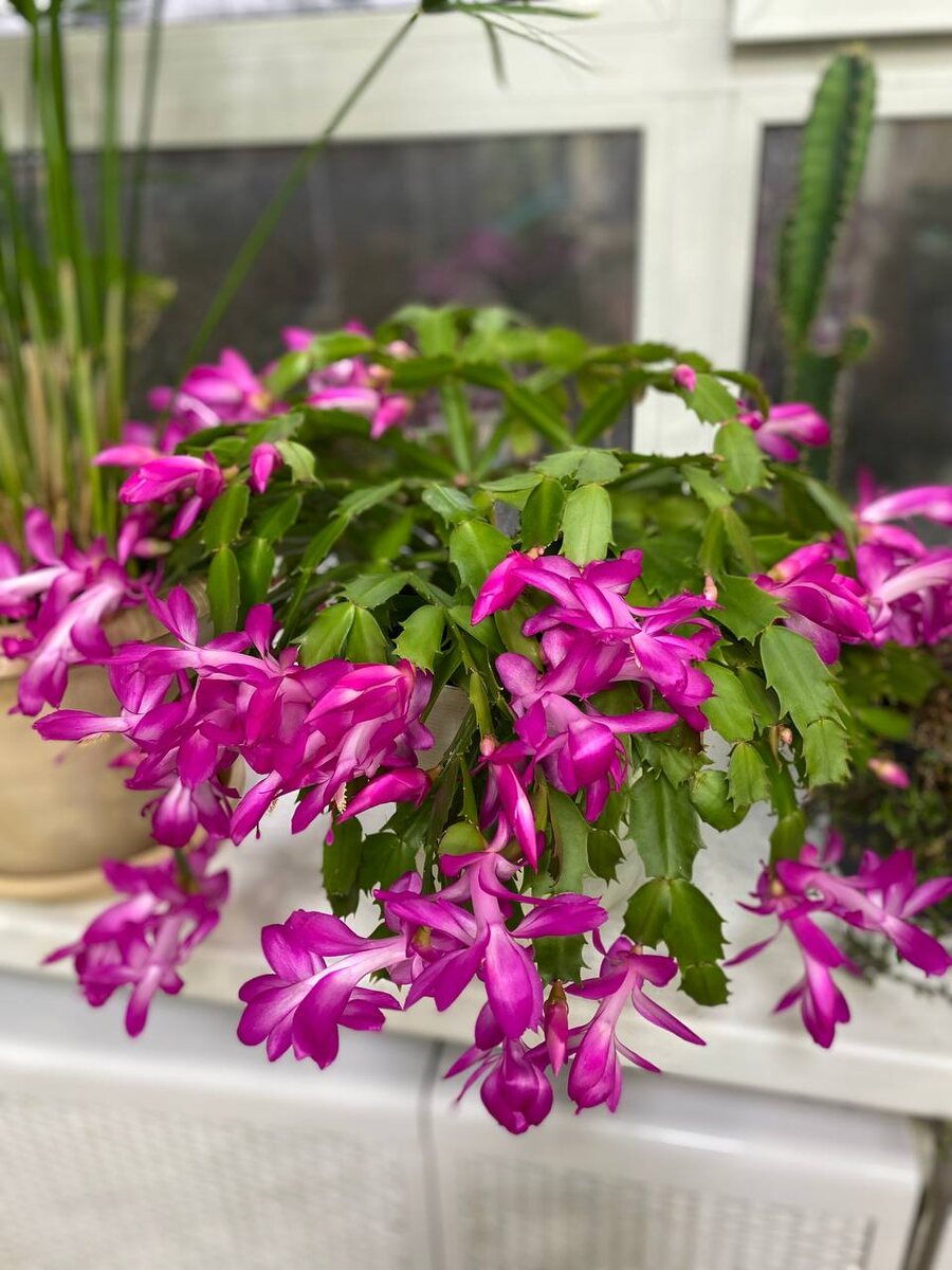 фото из личной коллекции