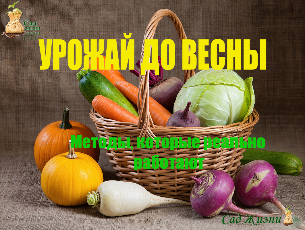 Как хранить овощи всю зиму