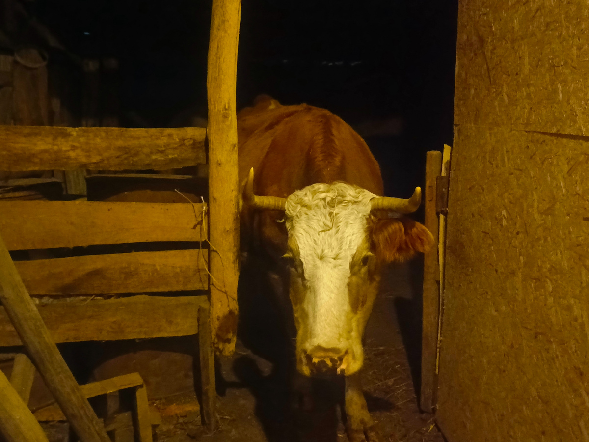 Когда вечером дою коров, она приходит, встает в проходе и стоит. Дробленку ждёт. Говорю, отелишься, будет тебе дроблёнка. 