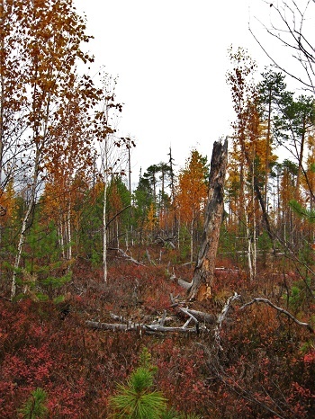Фотографии Татьяны Немшановой разных лет. Тайга Крайнего Севера Западной Сибири ХМАО Югра Зауралье Приполярный Урал. Лес северный таёжный осенний.