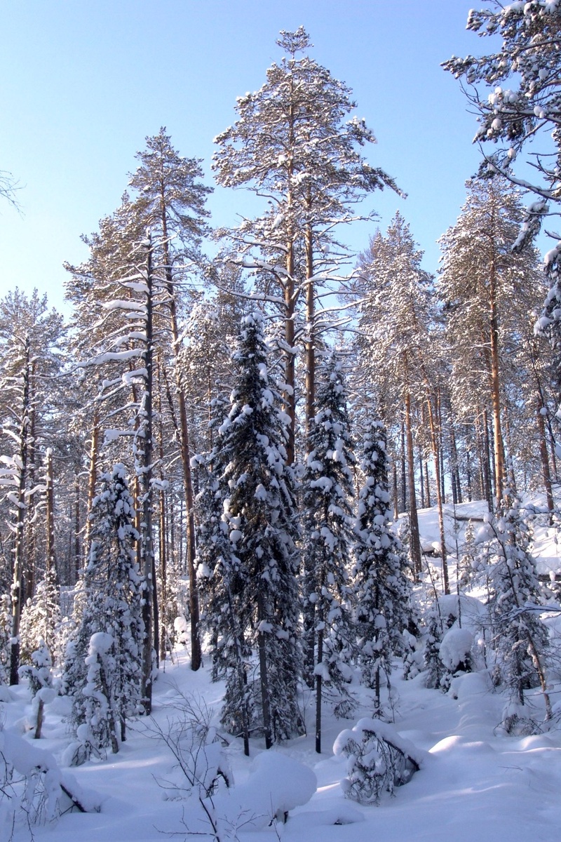 И немного серотонина. Этот лес никогда не будет вырублен.  