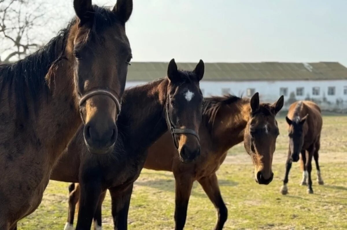    Всадник из Дагестана на конном марафоне провалился в склеп Золотой Орды