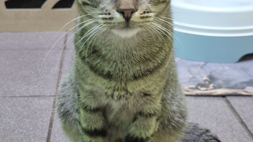 Молодая, любопытная, трогательная – ни одного звонка. То ли дело в полосатости, то ли недостаточно жалостливо пишем