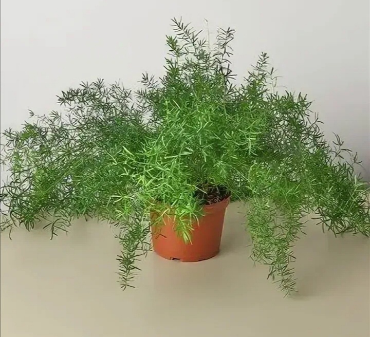 аспарагус красив, но в моём случае уже не такой красивый😁