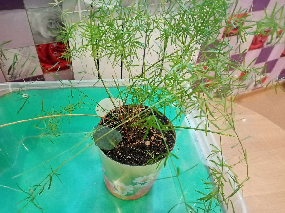 мой лысенький аспарагус/фото автора