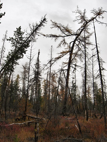 Фотографии Татьяны Немшановой разных лет. Тайга Крайнего Севера Западной Сибири ХМАО Югра Зауралье Приполярный Урал, Таёжное редколесье, горельник зарастающий. Лес северный таёжный осенний.