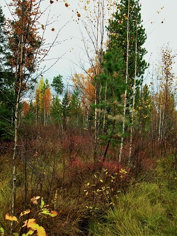 Фотографии Татьяны Немшановой разных лет. Тайга Крайнего Севера Западной Сибири ХМАО Югра Зауралье Приполярный Урал Таёжное редколесье.