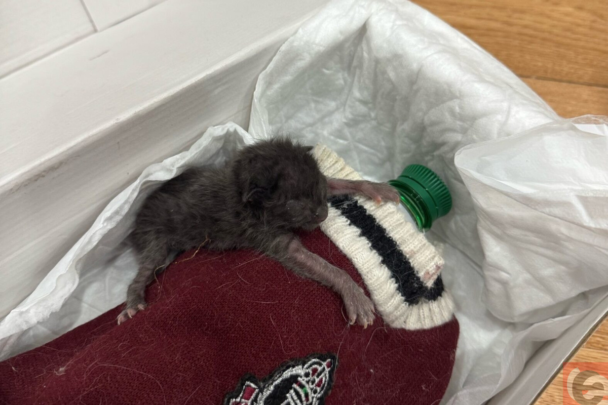    Фото: читатель "Прецедента"