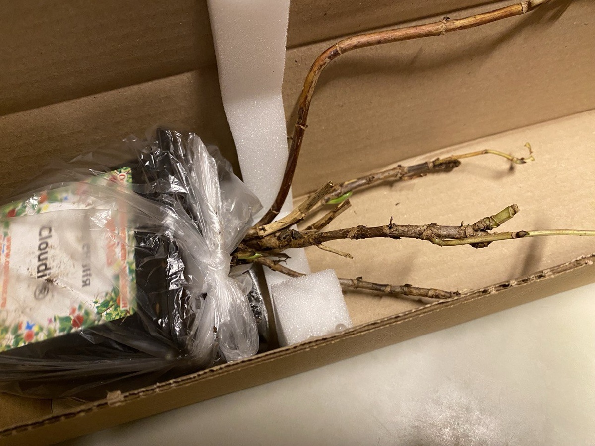 Вполне живой