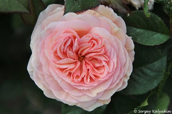 Hjpf 'A Shropshire Lad'