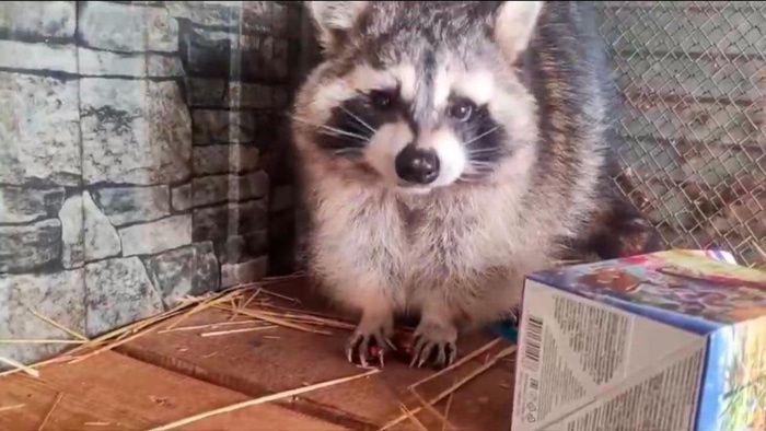    Пресс-служба Большереченского зоопарка