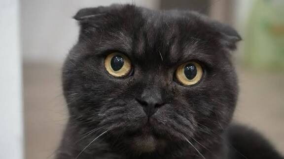 Фото из Интернета.