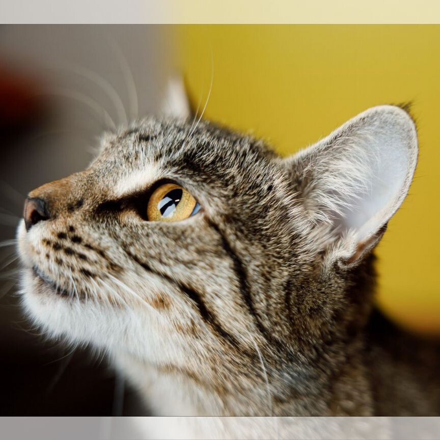 Фото из Интернета.