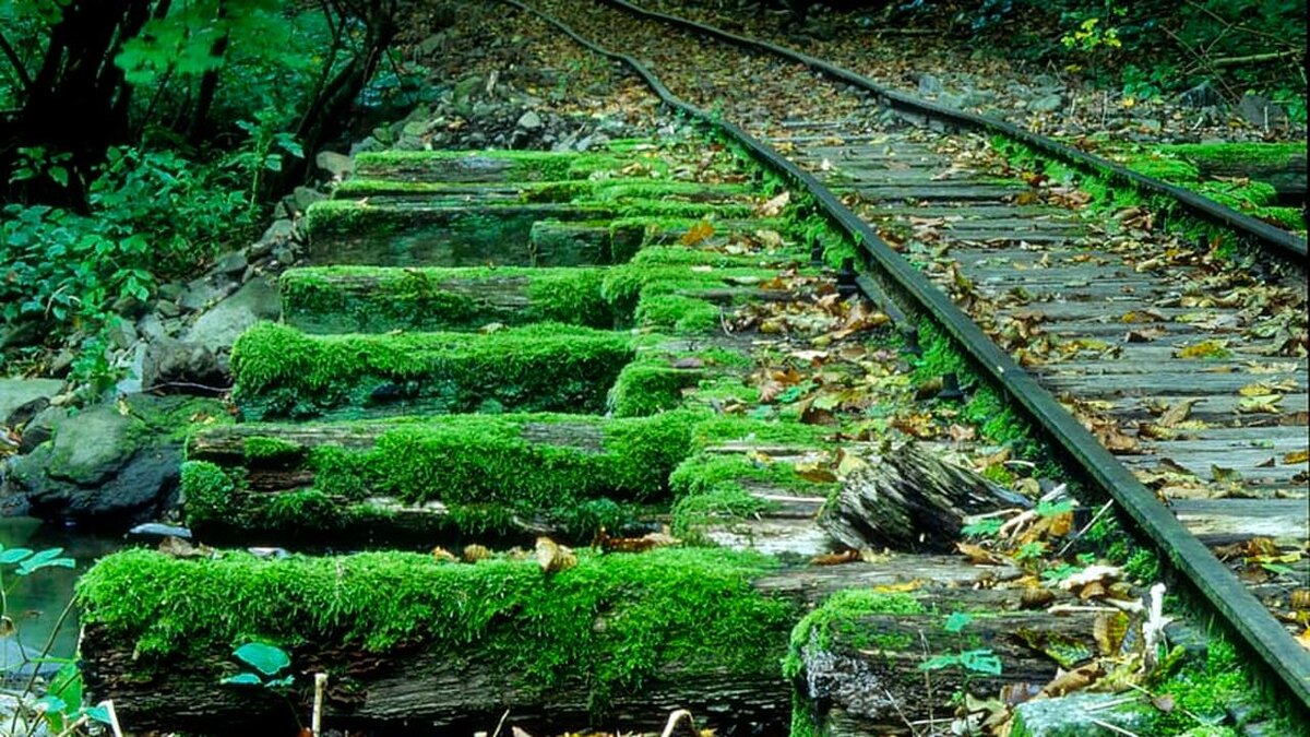 Ж/д пути, покрытые мхом © Pxfuel