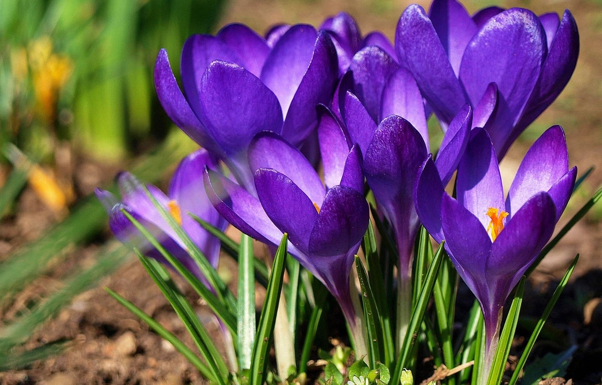 Крокусы