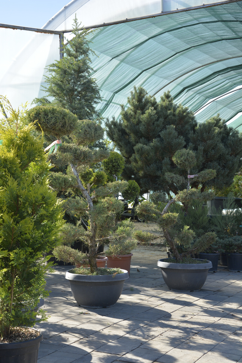 Хвойные в питомнике Краснолесье