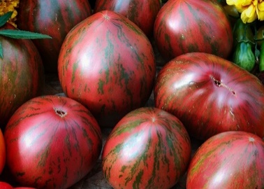 КАТАЛОГ ТОМАТОВ НА 2026 Г. ЭТИ ТОМАТЫ СУПЕР УРОЖАЙНЫЕ!!!