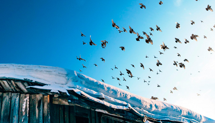 20 ноября — Федотов день. Фото: pxhere.com